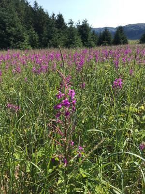 Fireweed.jpg