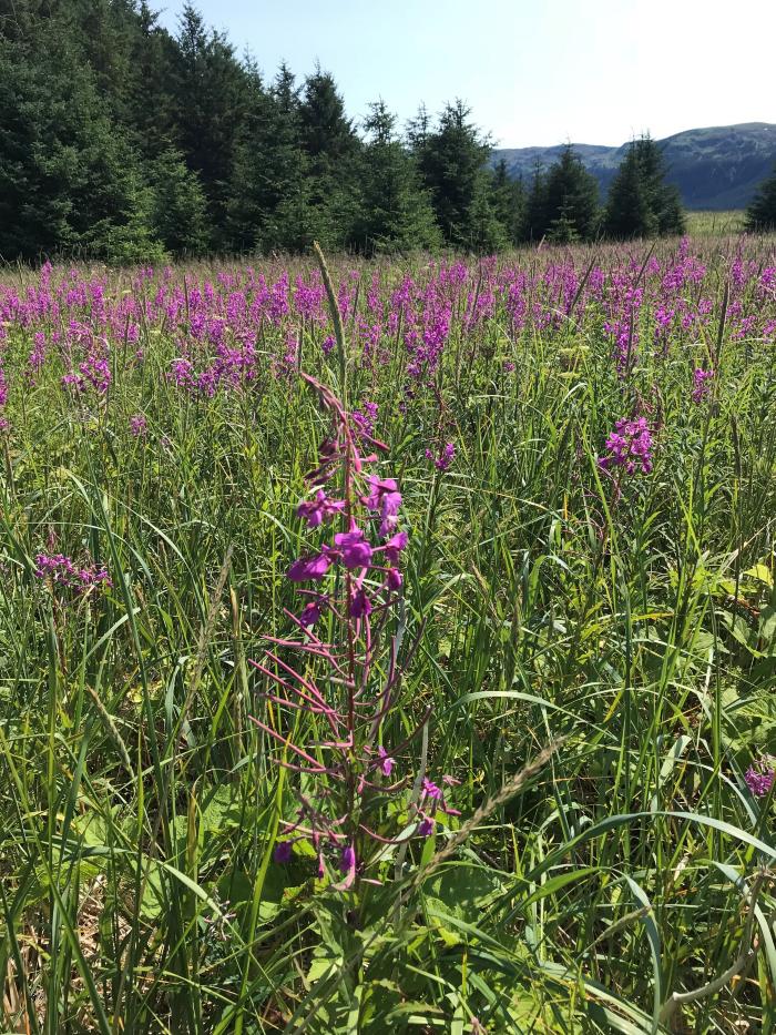 Fireweed.jpg